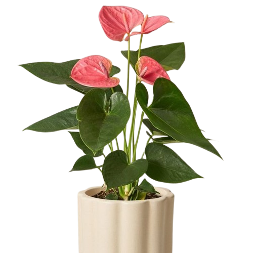 Hero Red Plant